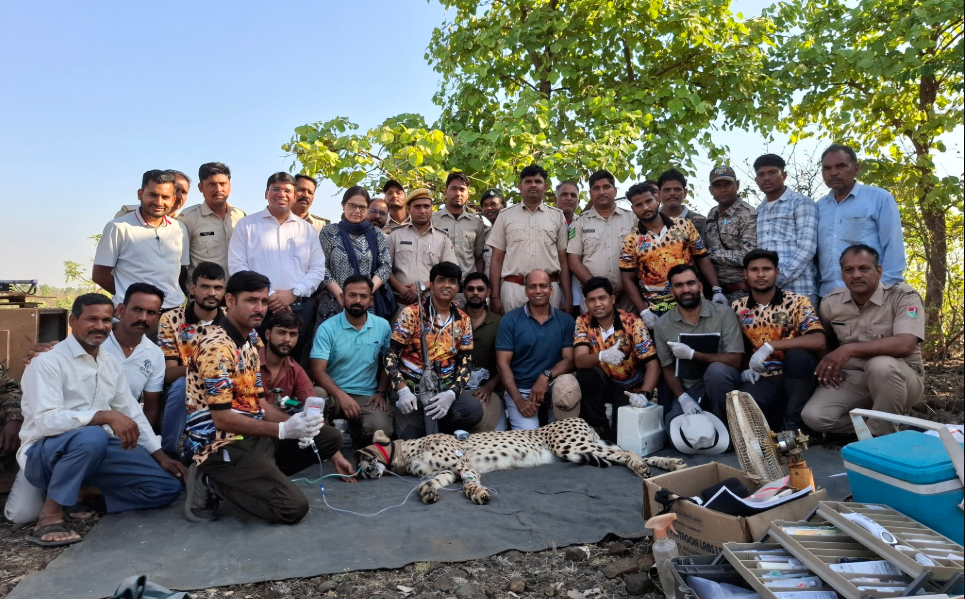 Cheetah KAP13 rescued near MP-Rajasthan border, returned to Kuno