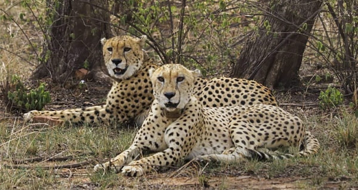 MP releases two Cheetahs in Veerangana Durgavati Reserve