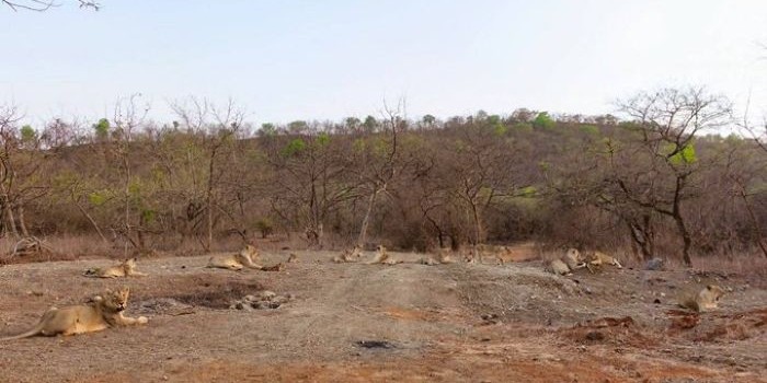 Gujarat: 8 Asiatic lion cubs dead,Govt launches emergency response