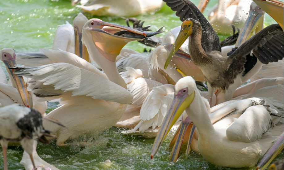 Gujarat’s zoo boosts wildlife protection during intense summer heat