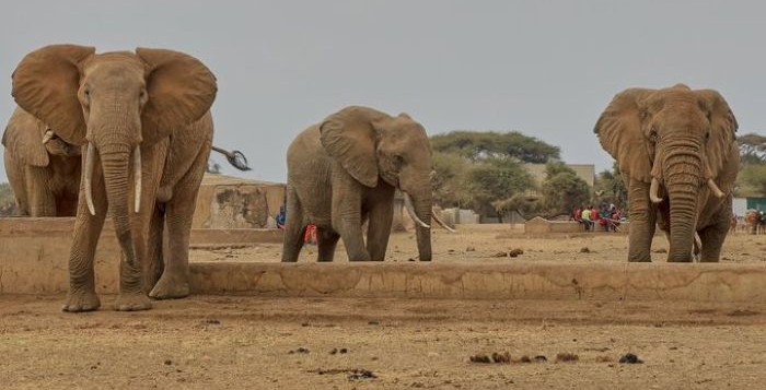 Kenya investigates mysterious deaths of 15 elephants 