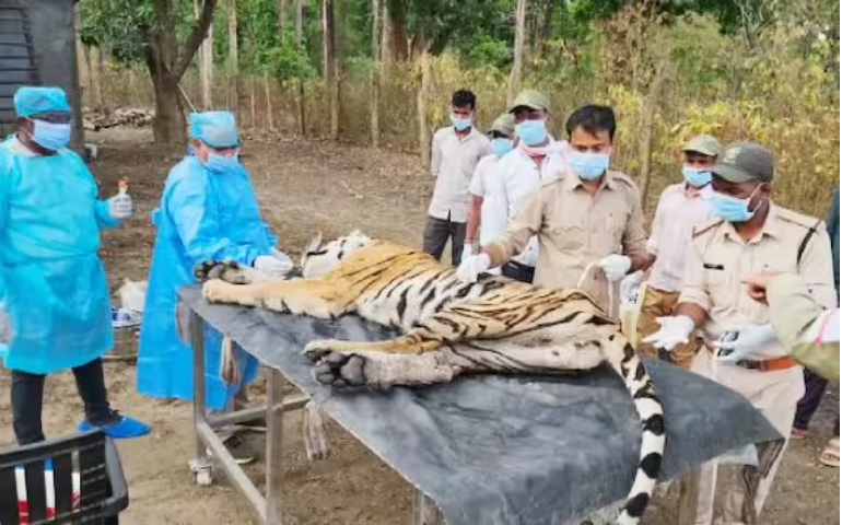 MP: Tigress, four cubs die in suspected CDV outbreak at Kanha
