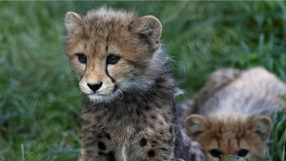 Cheetah dies of gunshot wounds at Kuno; MP orders high-level probe