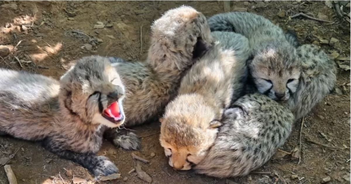Kuno welcomes 5 cheetah cubs, marking new Botswana lineage