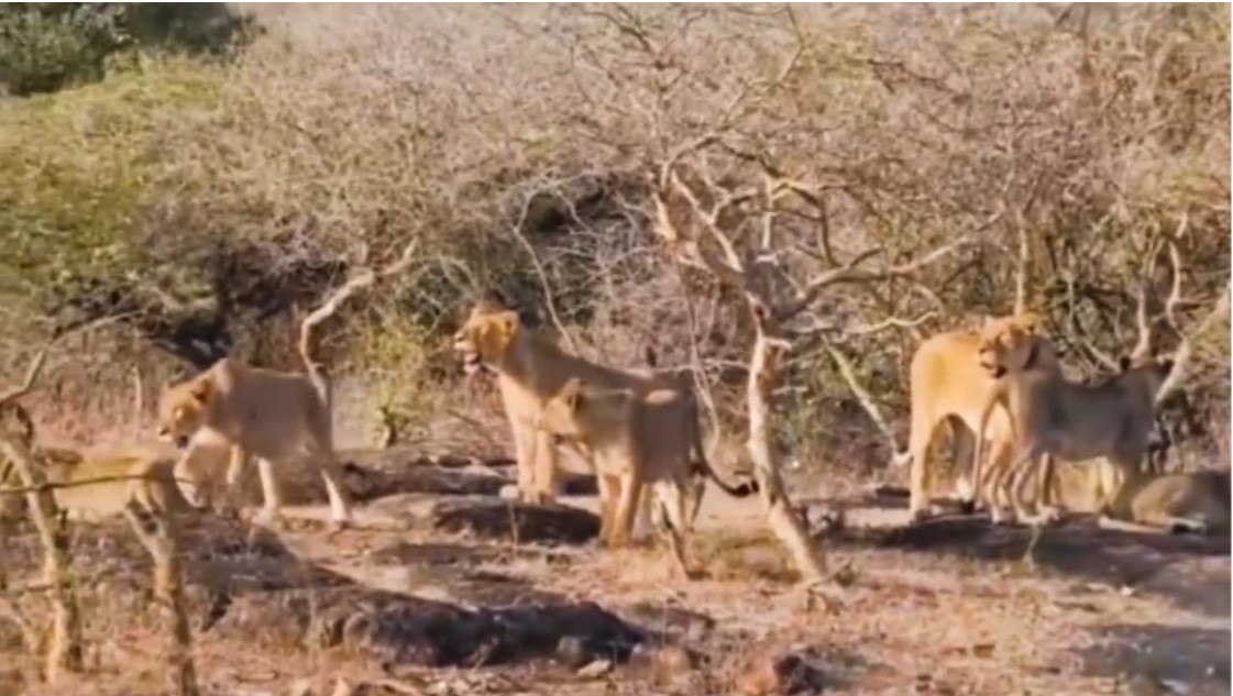 Gujarat captures 31 lions, declares 7 'maneaters' after fatal attacks