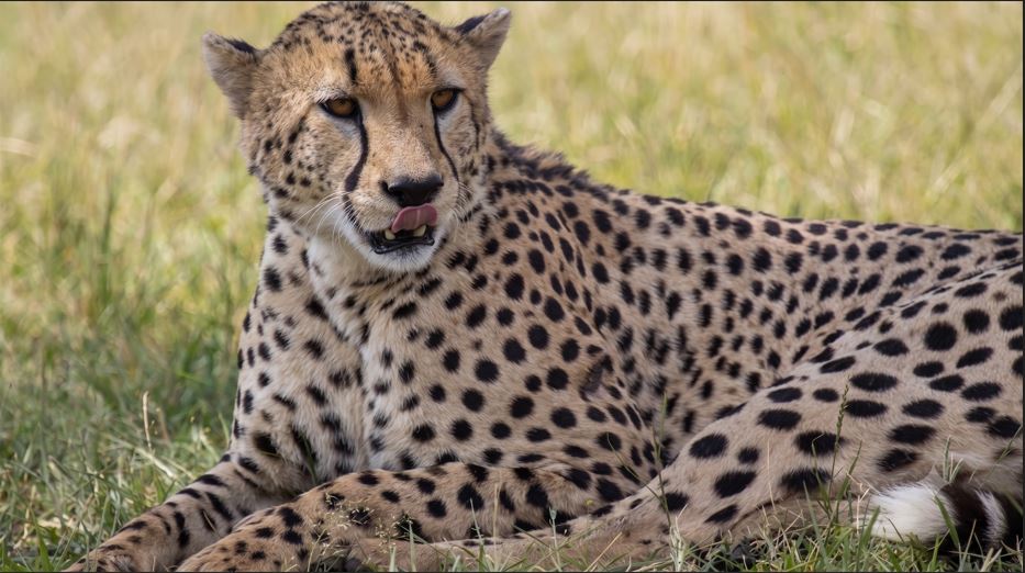 Kuno cheetah Nirva found in Shivpuri after 11-day search