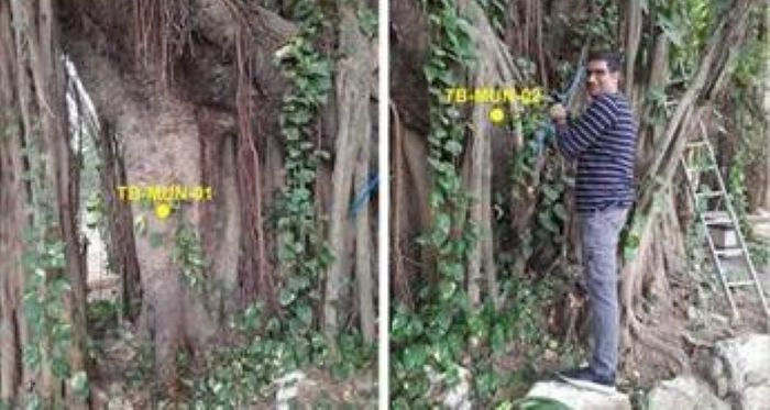 Oldest accurately dated Banyan  tree found in Munger, Bihar