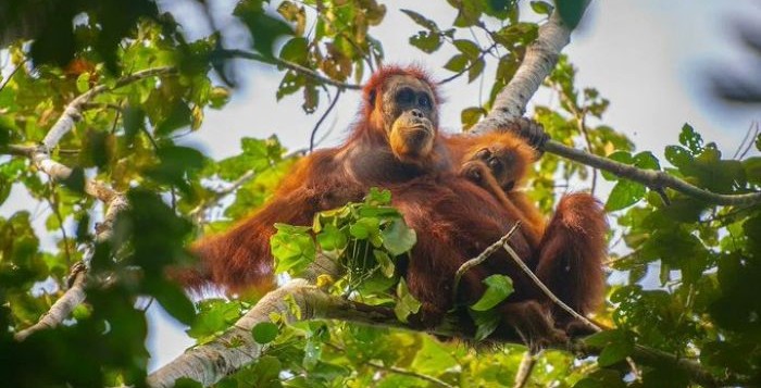 Indonesia floods decimated world's rarest great ape- Orangutan: Report