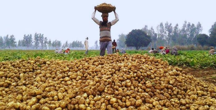 Centre clears large-scale potato, chana and tur procurement