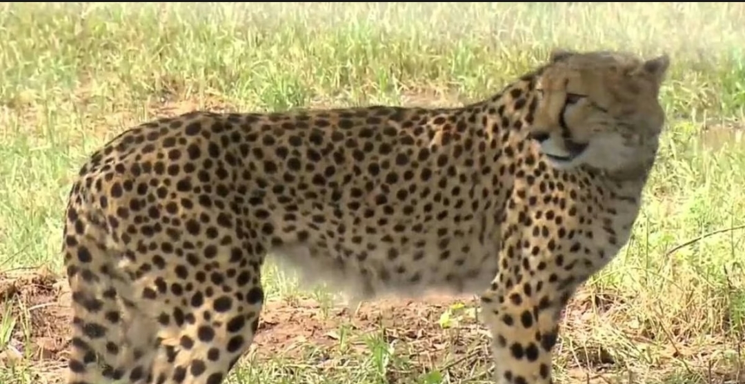 27-month-old cheetah dies at MP's Kuno National Park 