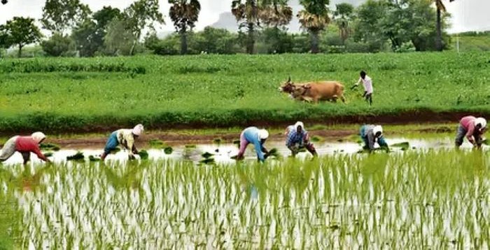 Kharif sowing trails last year’s pace