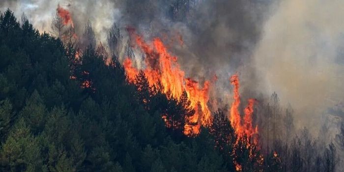 Wildfire kills 12 in southern Spain