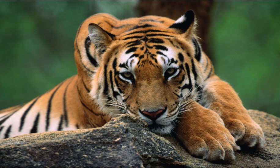 PM reaffirms continued science based conservation for India's tigers