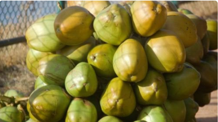 Gujarat’s tender coconut output climbs to 26 crore annually