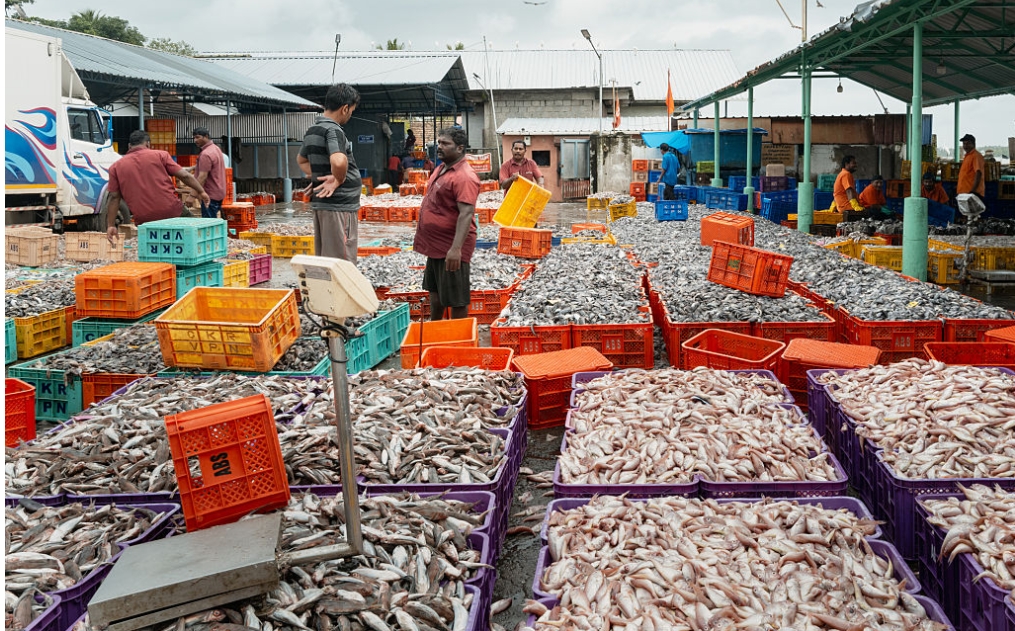 India eyes value added seafood exports, unlock marine potential