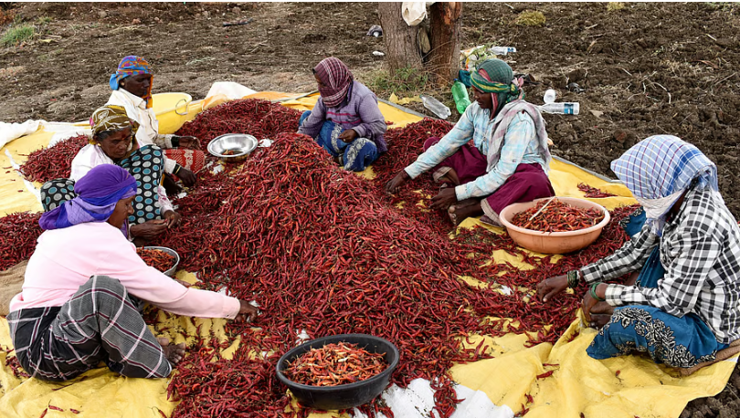 India’s spice exports fall 33% amid West Asia conflict, Ukraine war
